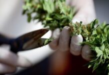 Конопля в Великобритании. От указа Короля до заявления МВД